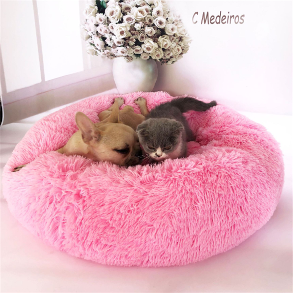 Pet Beds at MyEveryday