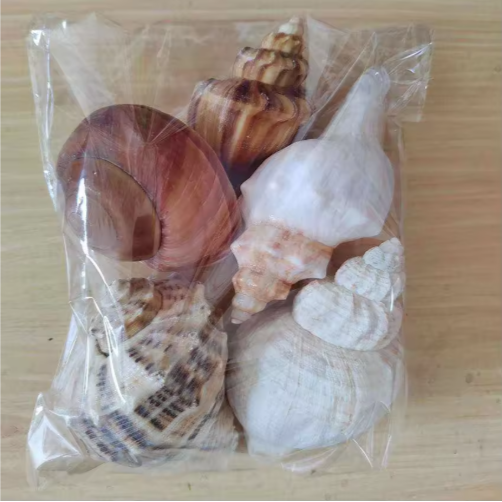Large Natural Conch Shells (2 pcs)