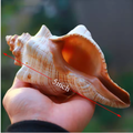 Large Natural Conch Shells (2 pcs)
