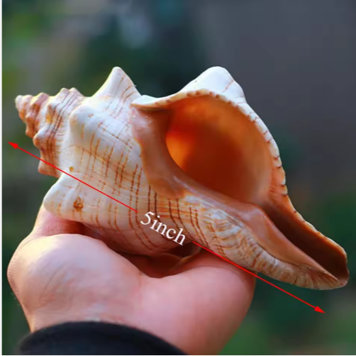 Large Natural Conch Shells (2 pcs)