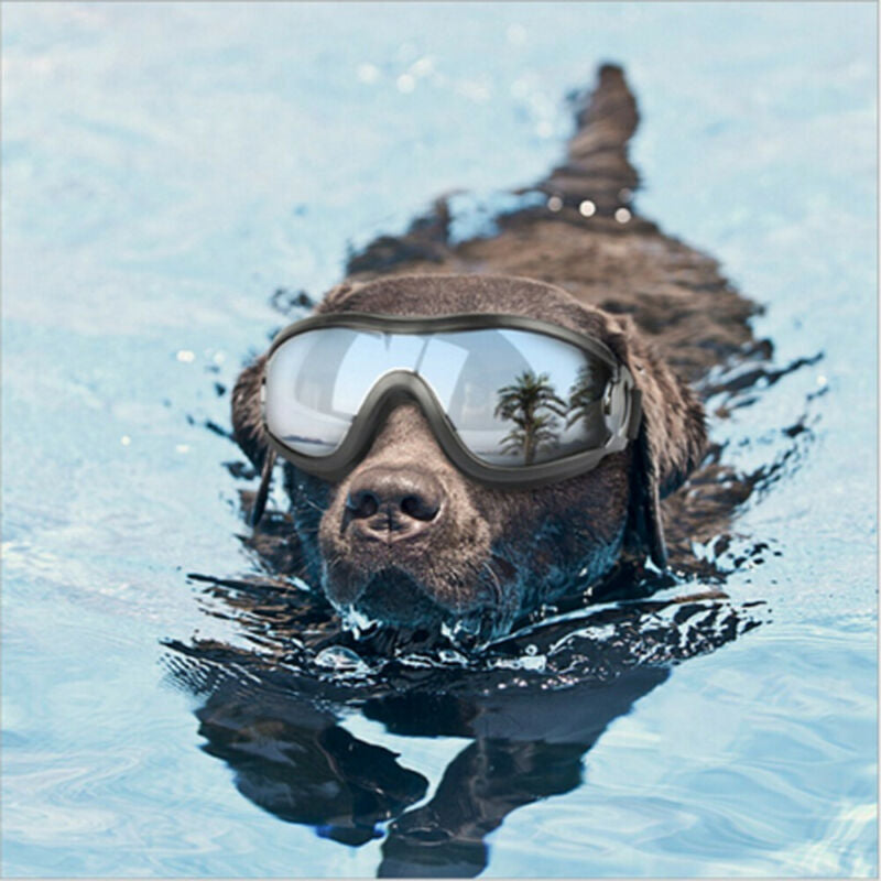 Cool Dog Sunglasses