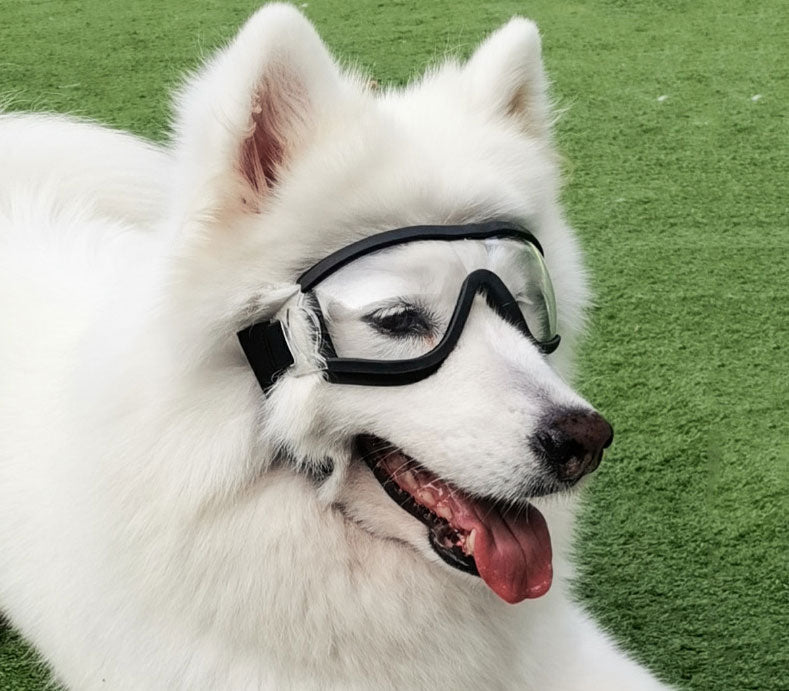 Cool Dog Sunglasses