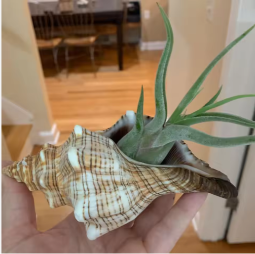 Large Natural Conch Shells (2 pcs)