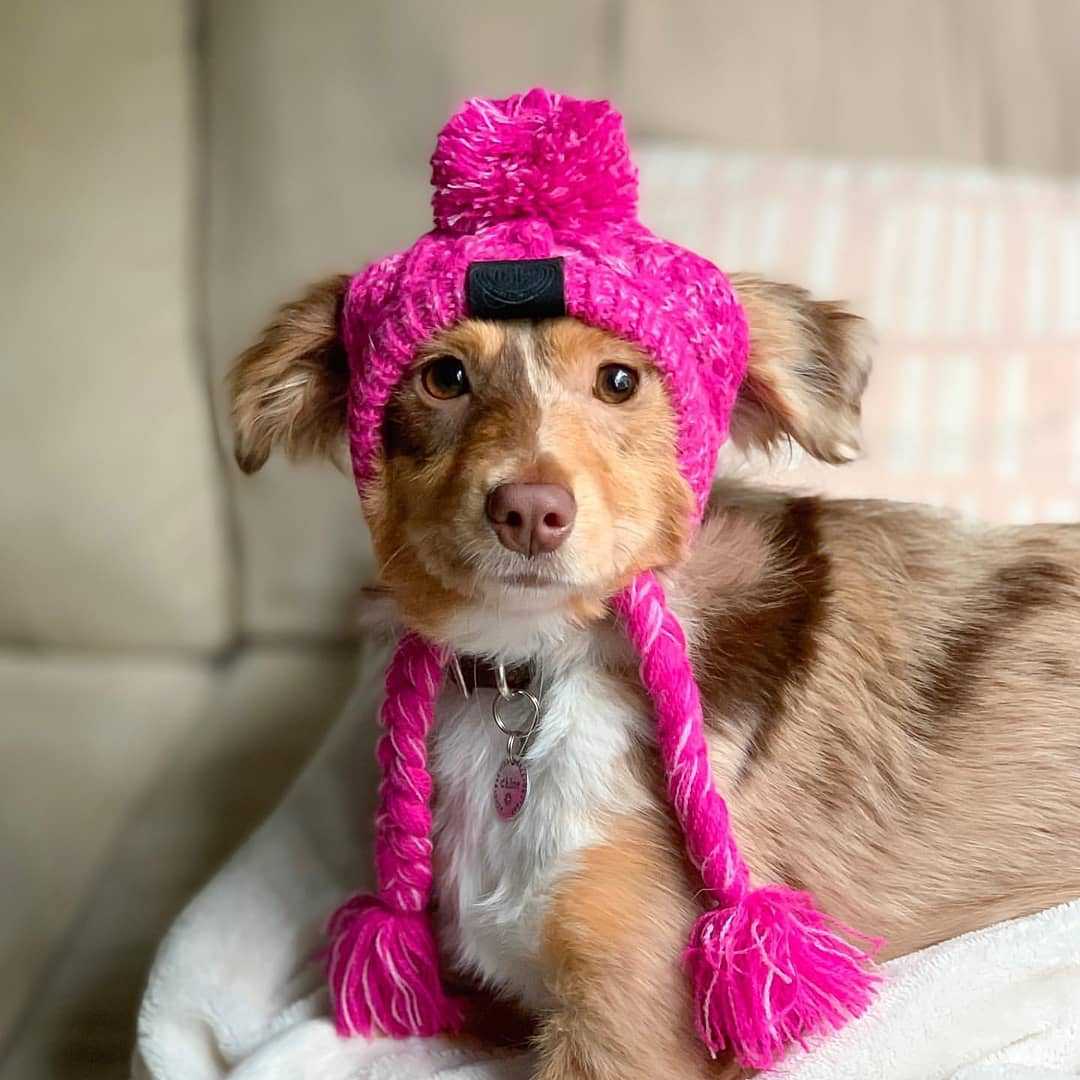 Fluffy Pom-Pom Dog Hat