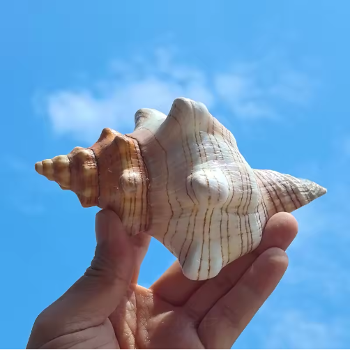 Large Natural Conch Shells (2 pcs)
