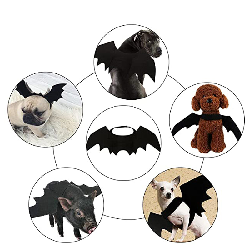 Pet Bat Wings
