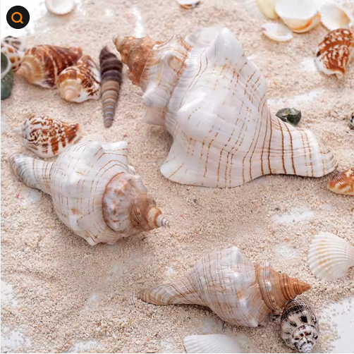 Large Natural Conch Shells (2 pcs)