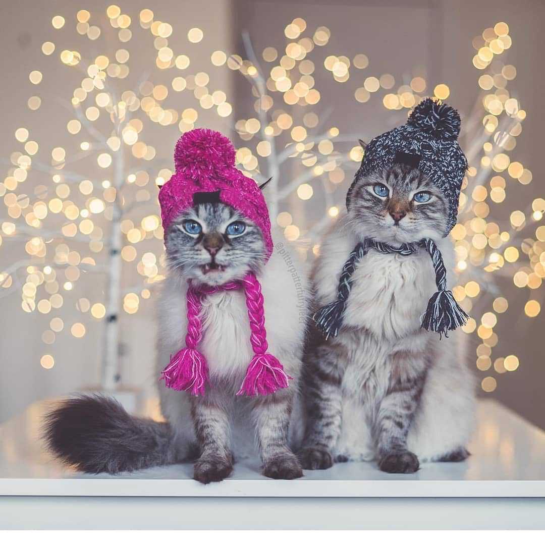 Fluffy Pom-Pom Dog Hat