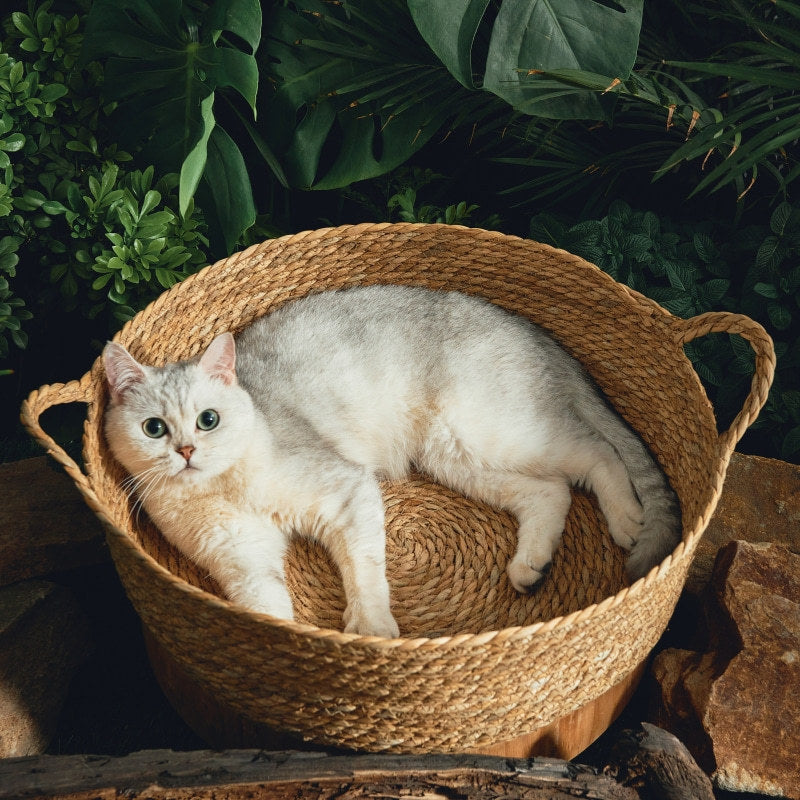 Woven Cattail Cat Bed