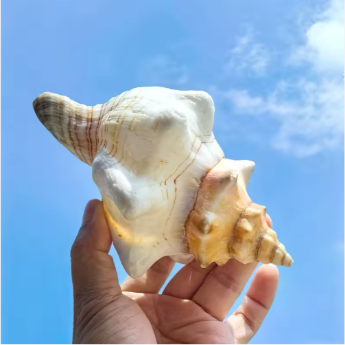 Large Natural Conch Shells (2 pcs)