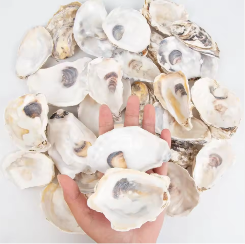 Oyster Shells with Pearls (30 pcs)